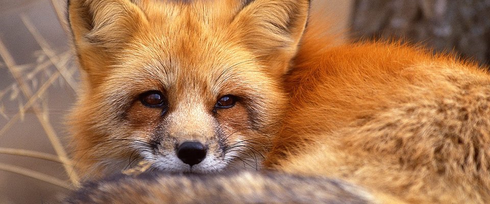 foxes are the best