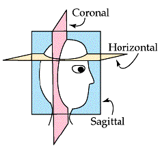 axial slices brain