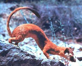 a small weasel