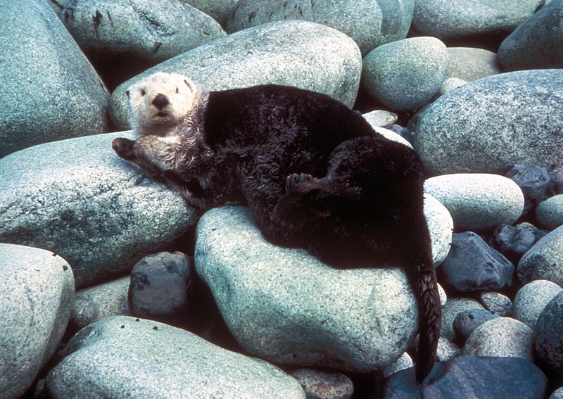 Robin the Otter