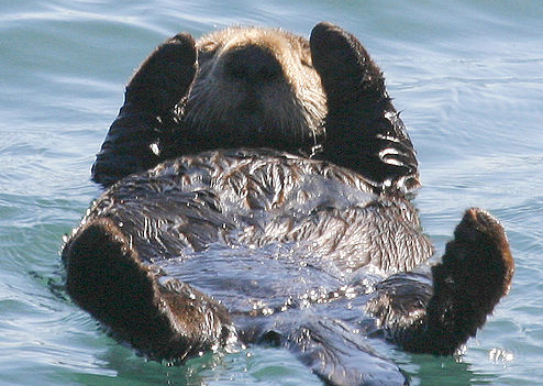 Maurice the Otter