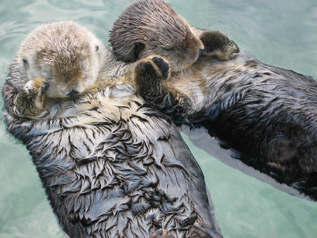 Barbara the Otter