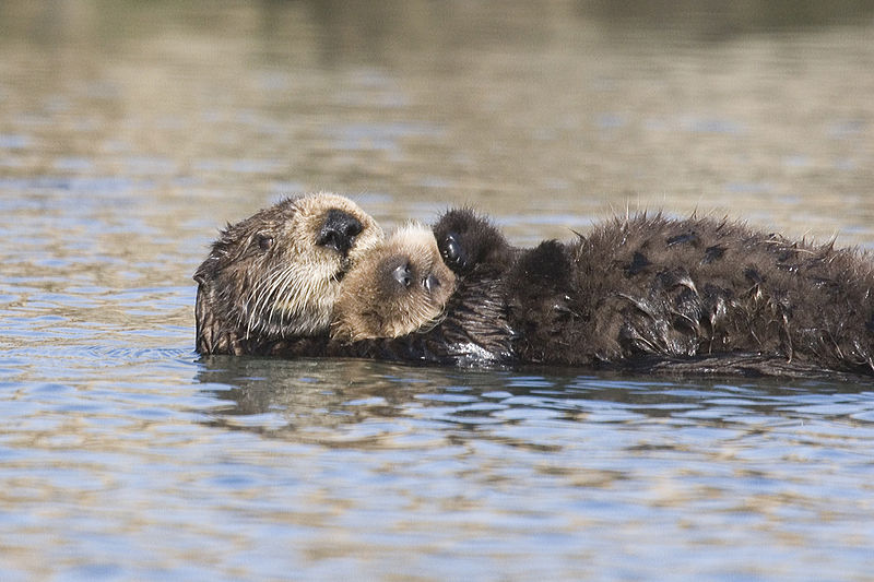 Lesley the Otter